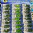 Набор FISHING TACKLE силиконовые лягушки 24шт YR